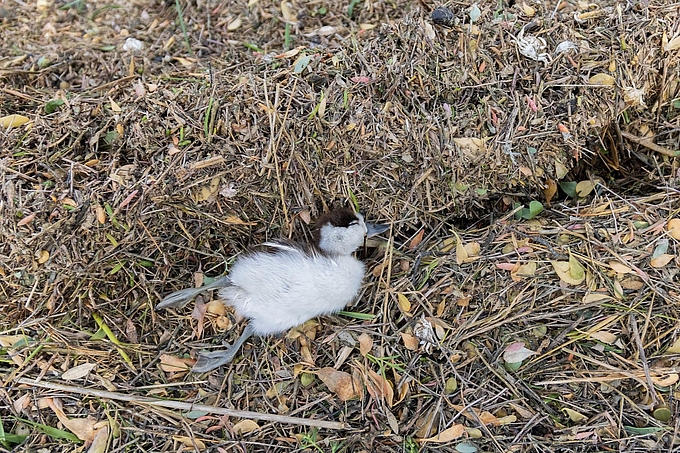 Tote junge Brandgans im Spülsaum am Deich