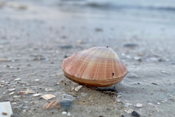 Lebende Muschel auf dem Strand