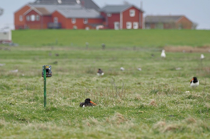 Austernfischer brütet an Nestkamera