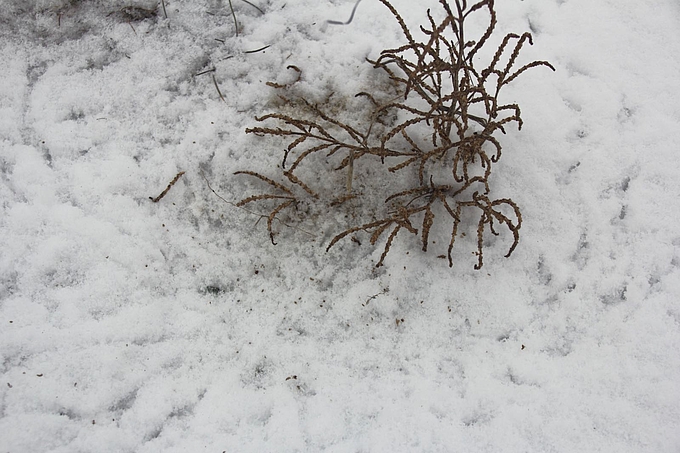 Trockener Queller mit zahlreichen Vogelspuren im Schnee