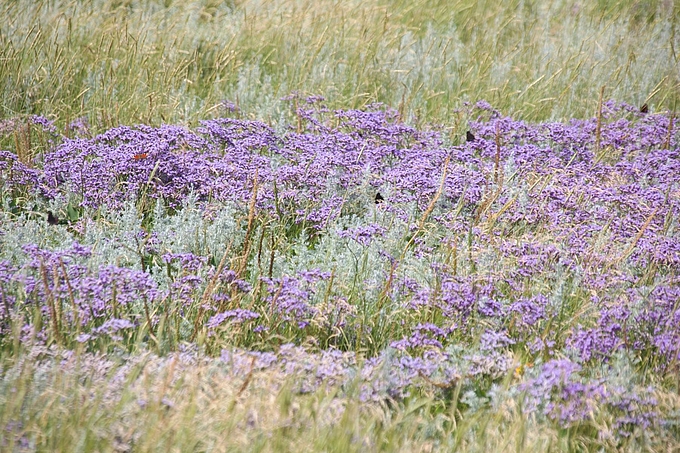 Mehrere Falter auf Strandflieder