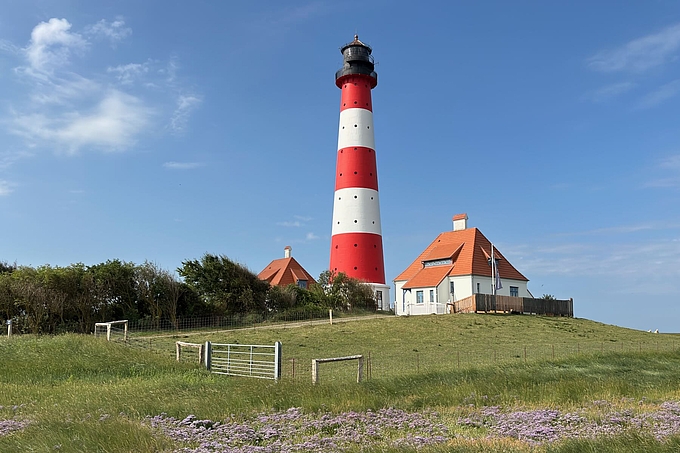 Station Westerhever mit Strandflieder