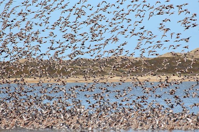 Zugvogelschwärme über dem Watt