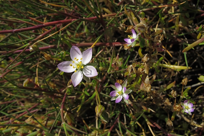 Blüten verschiedener Schuppenmieren