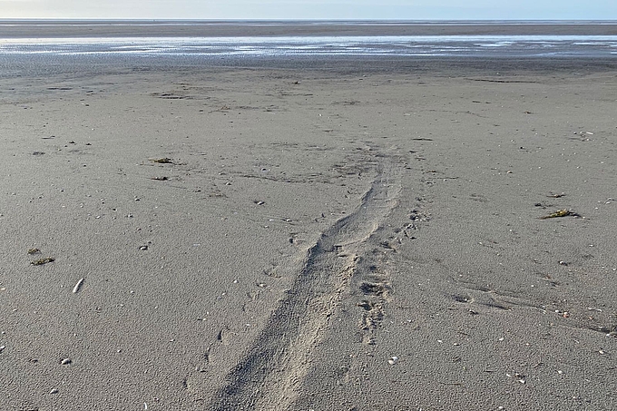 Robbenspur im Sand