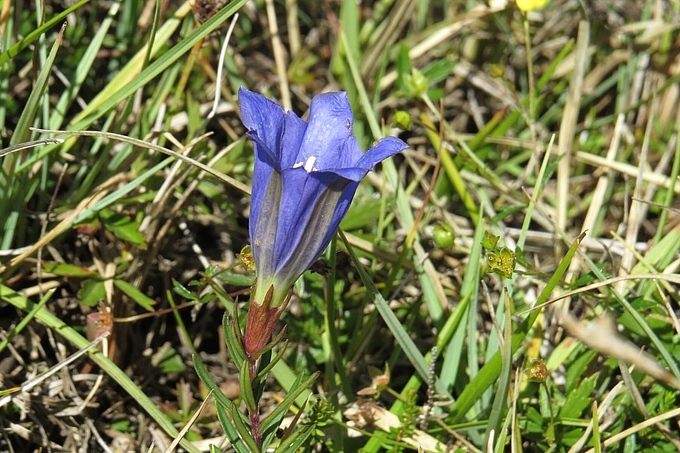 Blaue Blüte