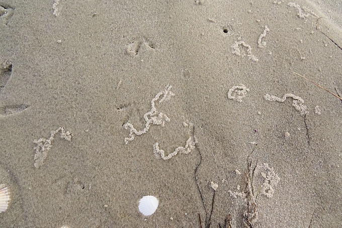 Schlangenlinien aus hellem Sand