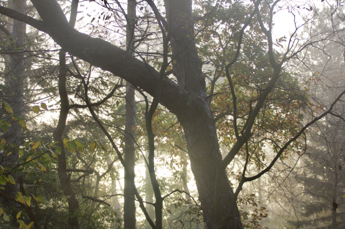 Sonne und Nebel im Wald