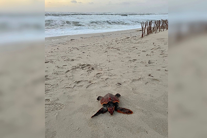 Schildkröte am Strand