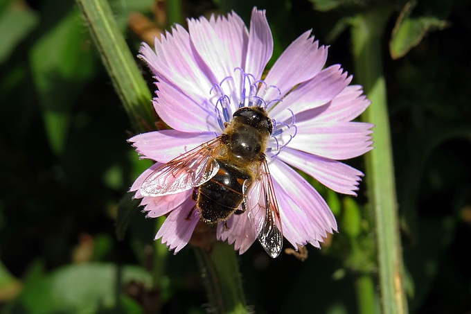 Schwebfliege auf Blüte einer Wegwarte