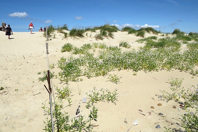 Brutgebiet und Weg Amrumer Odde