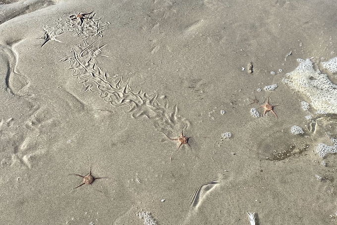 Schlangensterne und ihre Spuren im Sand Schlangensterne und ihre Spuren im Sand