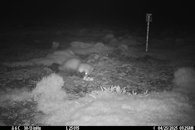 Steinmarder an Gelege Steinmarder an Gelege