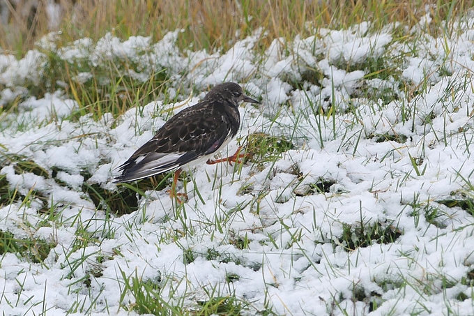 Steinwälzer im dünnen Schnee