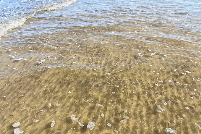 Heringsschwarm in Flachwasser