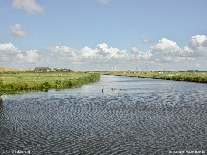 Kleine Zuflüsse der Nordsee bieten eine Heimat für viele Nordseeschnäpel 