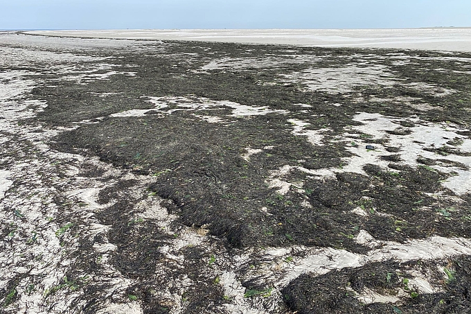 Seegras-Saum am Rand einer Sandbank