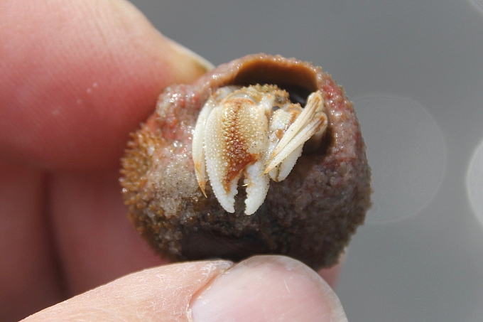 Kleiner Gewöhnlicher Einsiedler in der Hand