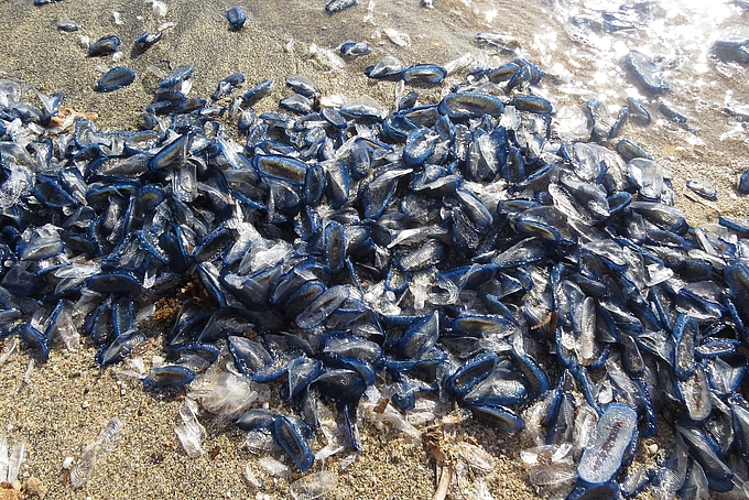 Spülsaum aus Segelquallen