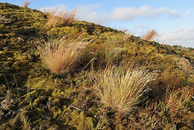 Wenige Silbergraspflanzen in dichtem Moosteppich