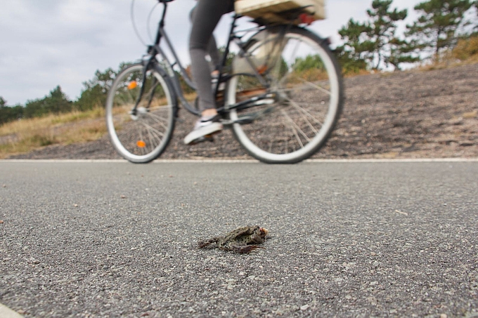 Fahrrad passiert tote Erdköte