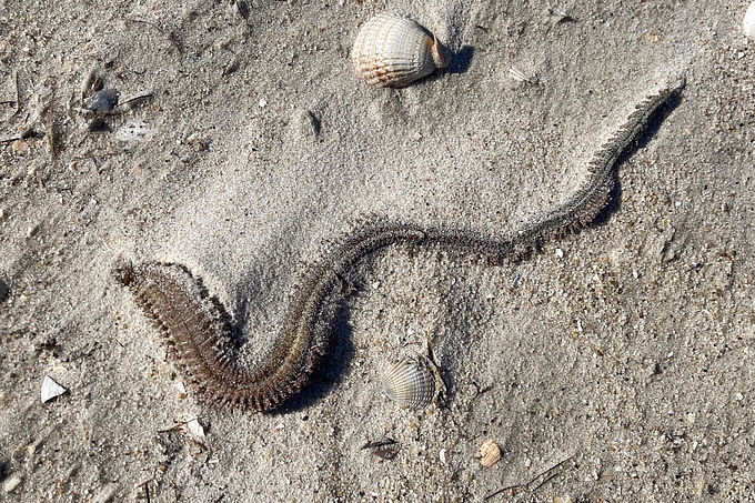 Toter Meerringelwurm im Sand