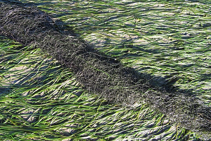 Uferborstenhaar auf Seegras