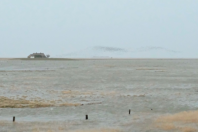 Blick vom Seminarhaus über die überflutete Hallig