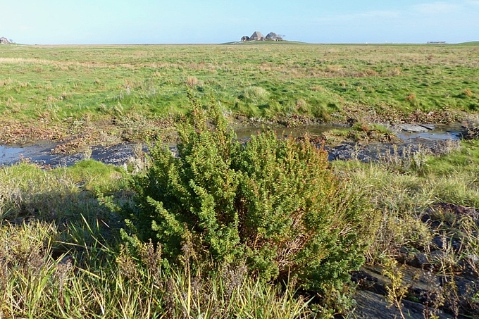 Strauchige Sode auf Hallig Hooge