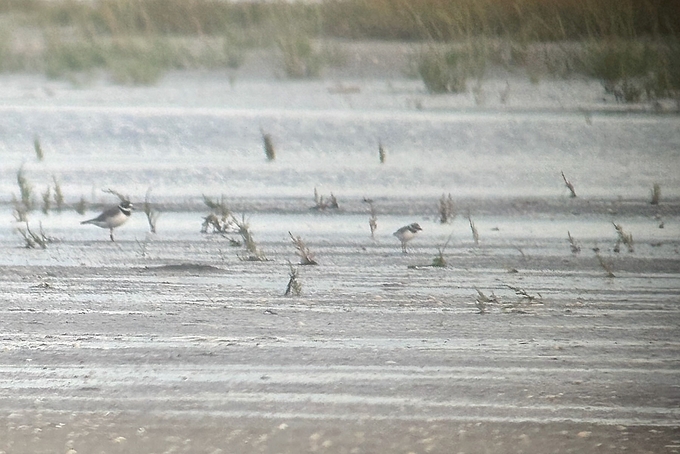 Sandregenpfeifer mit großem Jungvogel