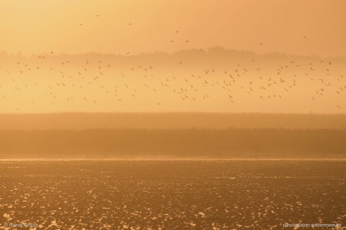 Vogelschwarm im Morgenlicht über dem Watt