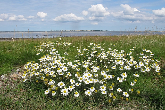 Blick über Kamille Richtung Meer Blick über Kamille Richtung Meer