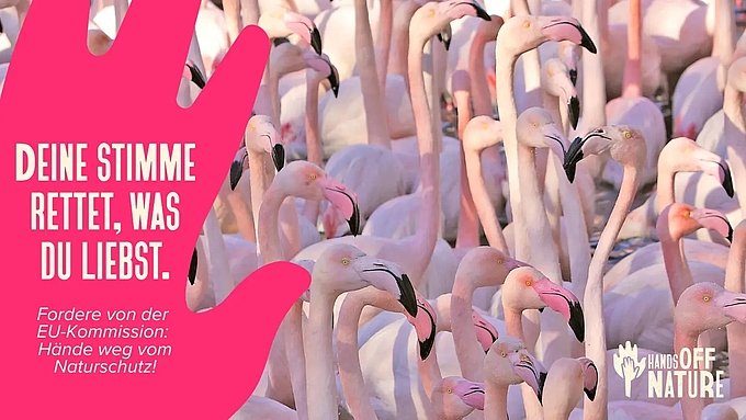 #HandsOffNature Flamingos