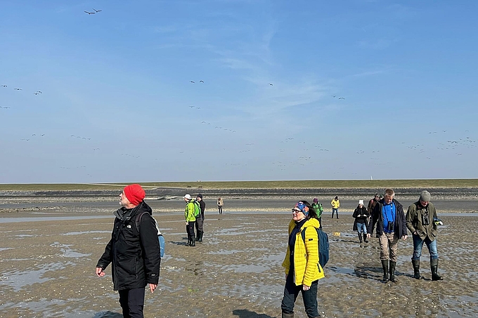 Wattwanderer blicken zu fliegenden Gänsen hinauf  
