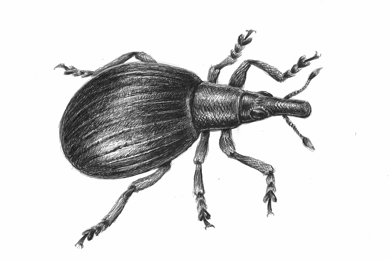 Grafik des Käfers Grafik des Käfers