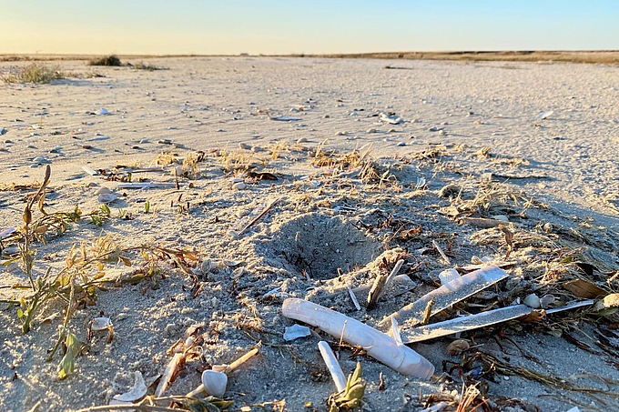 Nistmulde im Muschelsand