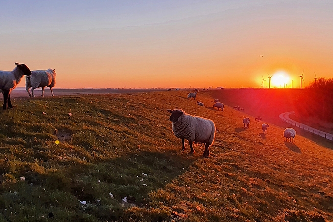 Zählstrecke am Deich im frühen Morgenlicht