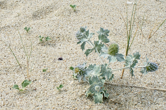 Stranddistel und Keimlinge