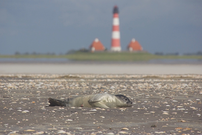 Seehund streckt sich vor Leuchtturm Westerhever