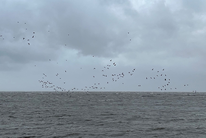 Gänse fliegen über stürmischer See