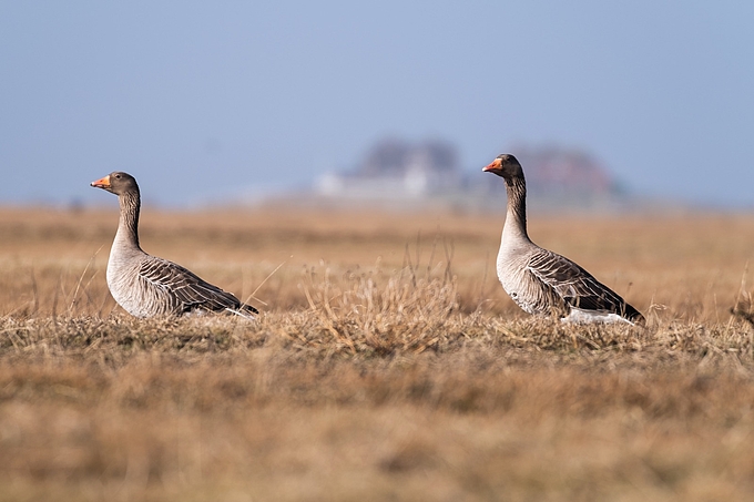 Zwei Graugänse auf Hallig Hooge