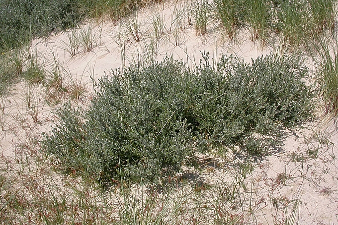 Flacher Busch am Dünenhang Flacher Busch am Dünenhang