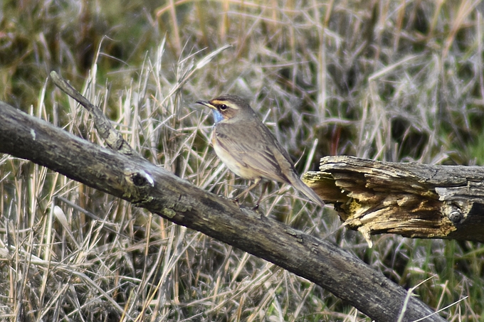 Blaukehlchen