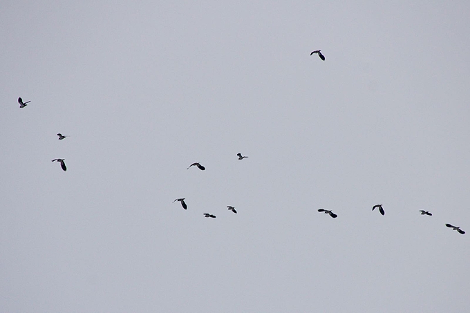 Kiebitze fliegen vor grauem Himmel