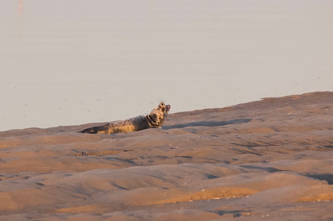 Seehund gähnt auf der Sandbank