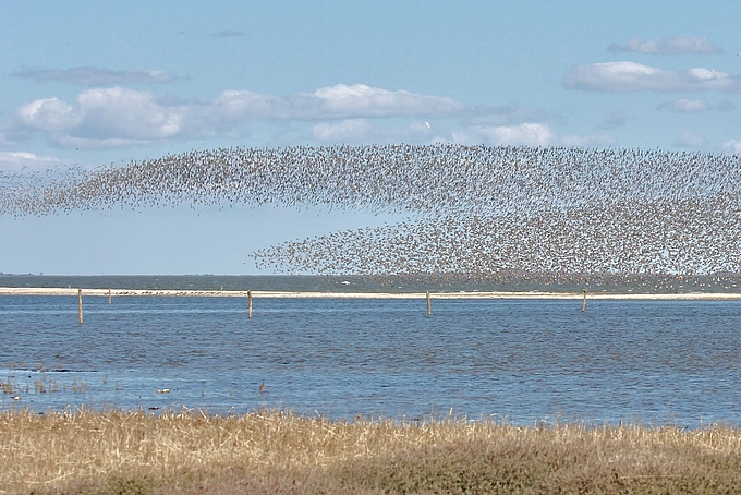 Vogelschwarm über dem Rastplatz