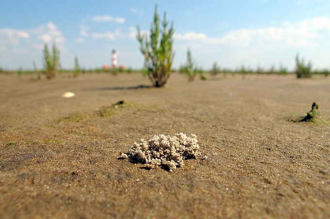 Sandhäufchen vor Queller