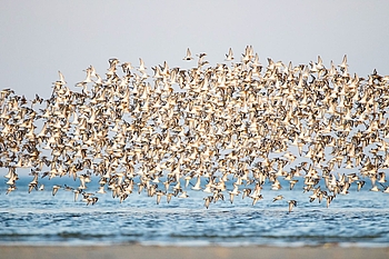 Fliegender Schwarm Sanderlinge