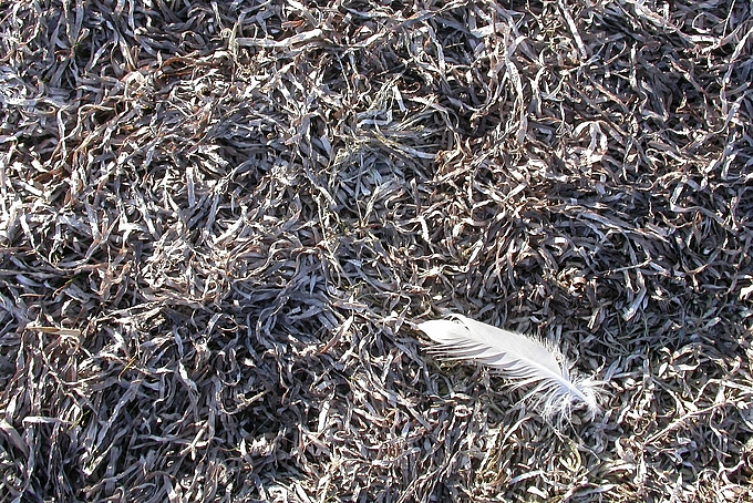 Trockenes Seegras Trockenes Seegras