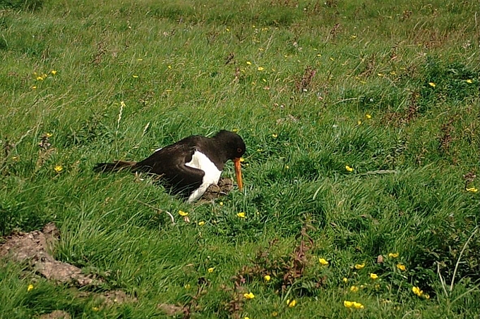 Austernfischer wärmt Küken Austernfischer wärmt Küken